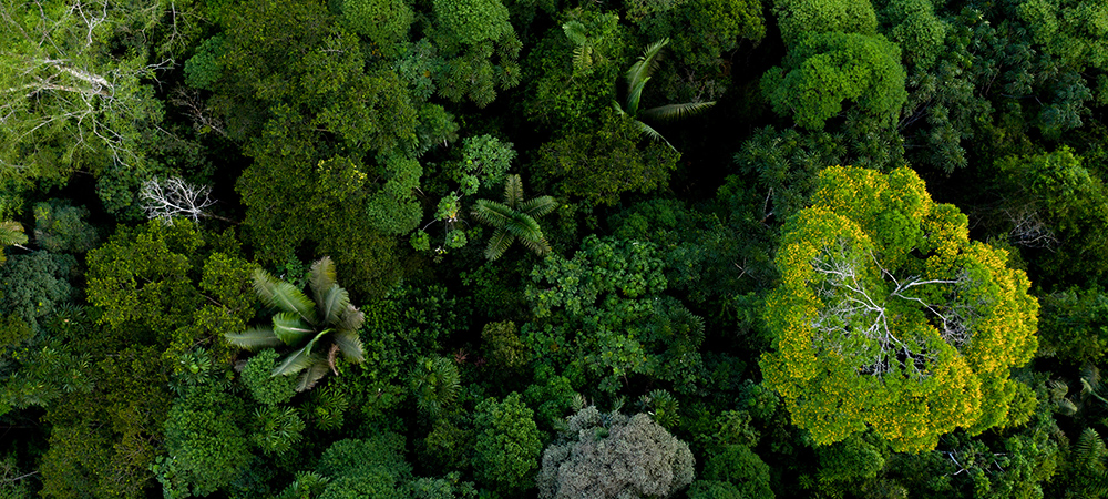 Biodiversity could unlock trillions in business value – but remains overlooked as an area of financial materiality 